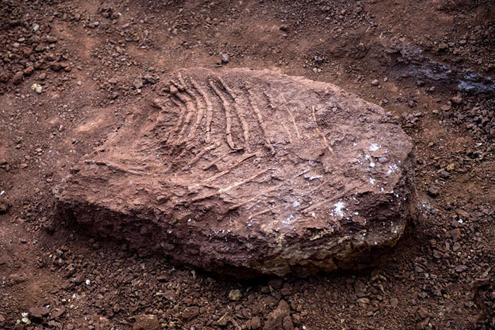 Юньнаньн?? Чусюн облысында 9 динозавр ?алды?тарын ?азу ж?мыстары басталды