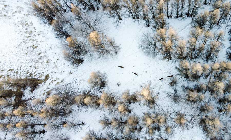 ?шк? Мо??ол: к?рк? к?з с?йс?нд?рет?н Луанхен алабы