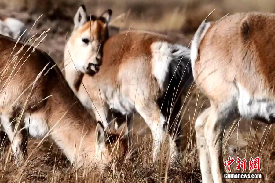 Жойылып кету ?ауп? т?нген жайрандар саны айтарлы?тай к?бейд?