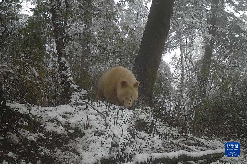?лемдег? жал?ыз а? панданы? сурет? жарияланды