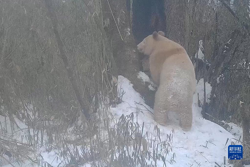 ?лемдег? жал?ыз а? панданы? сурет? жарияланды