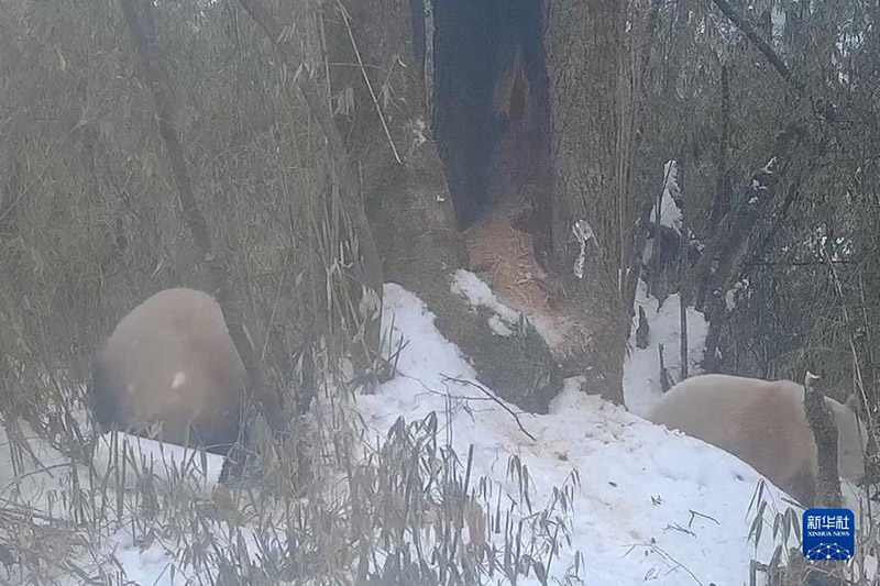 ?лемдег? жал?ыз а? панданы? сурет? жарияланды