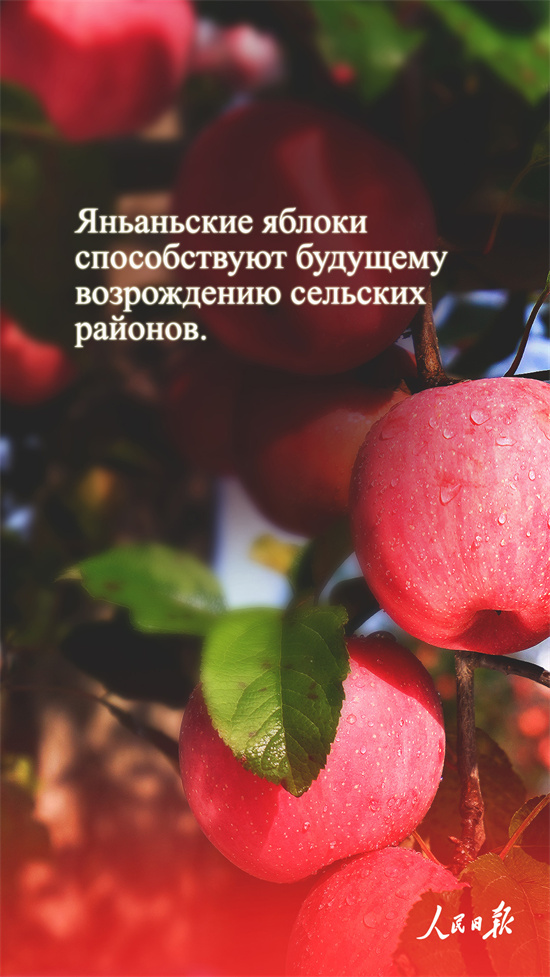 ?ытай алмалары неге танымал?