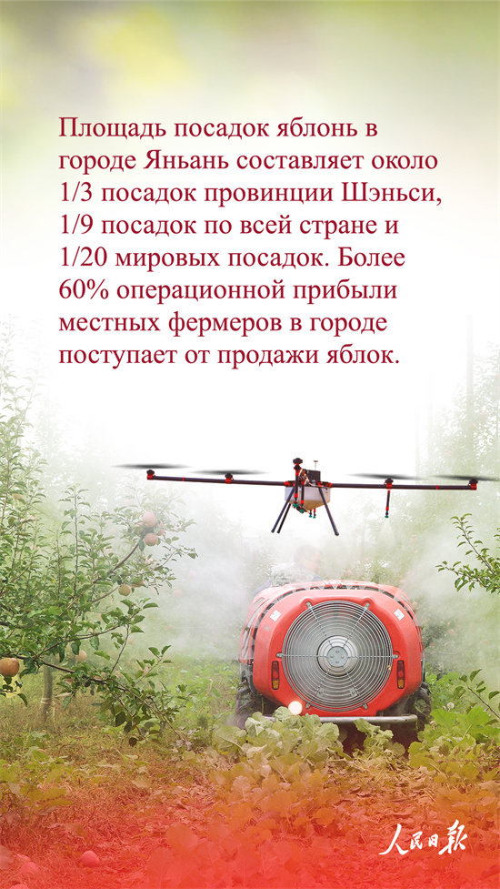 ?ытай алмалары неге танымал?