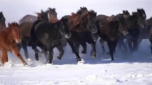 Шы?жа? Мо???лк?ре ауданында т?лпарлар ж?йтк?д?